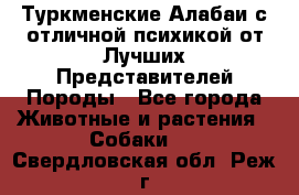 Туркменские Алабаи с отличной психикой от Лучших Представителей Породы - Все города Животные и растения » Собаки   . Свердловская обл.,Реж г.